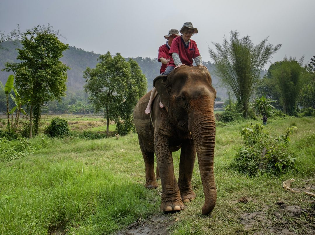 Elephant Encounter