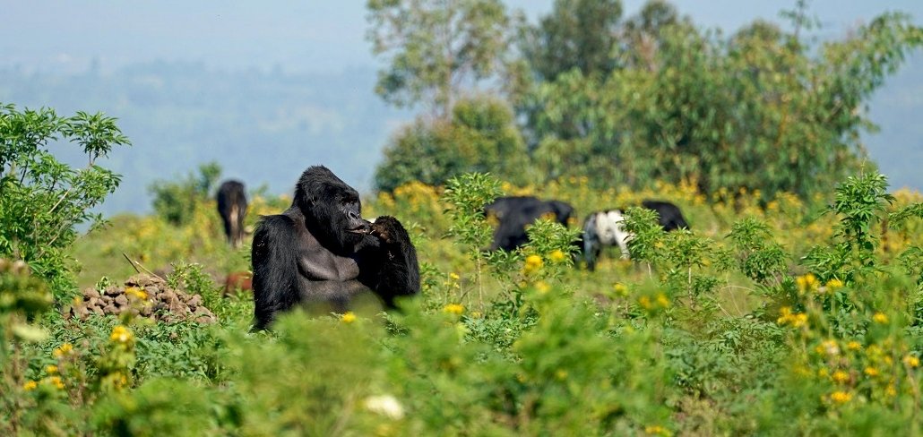 Mountain Gorilla Trek