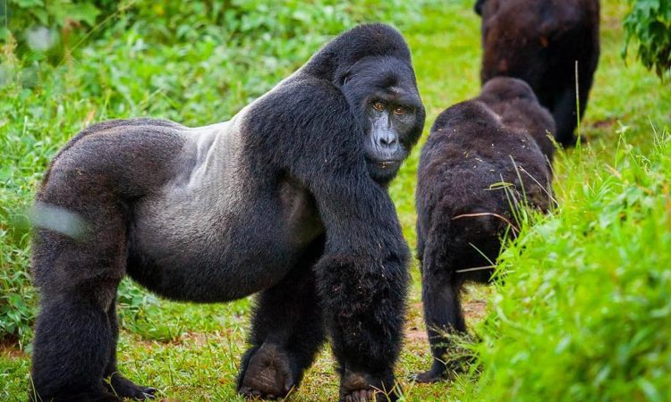 Gorilla in Volcanoes National Park Rwanda