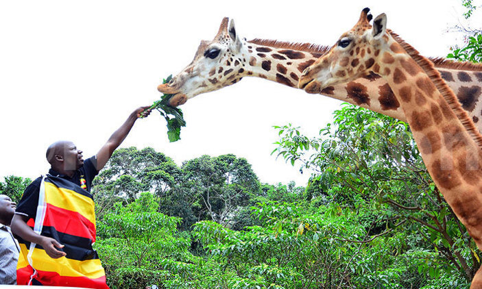 8 days in Uganda Safaris