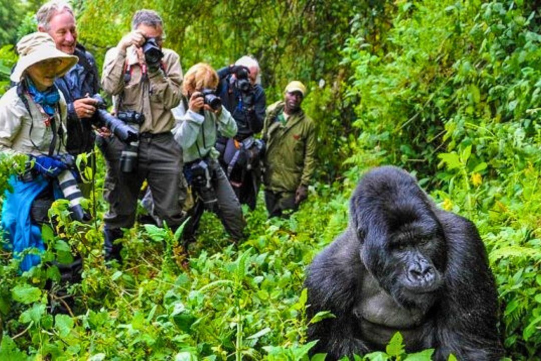 Mountain Gorillas Tracking