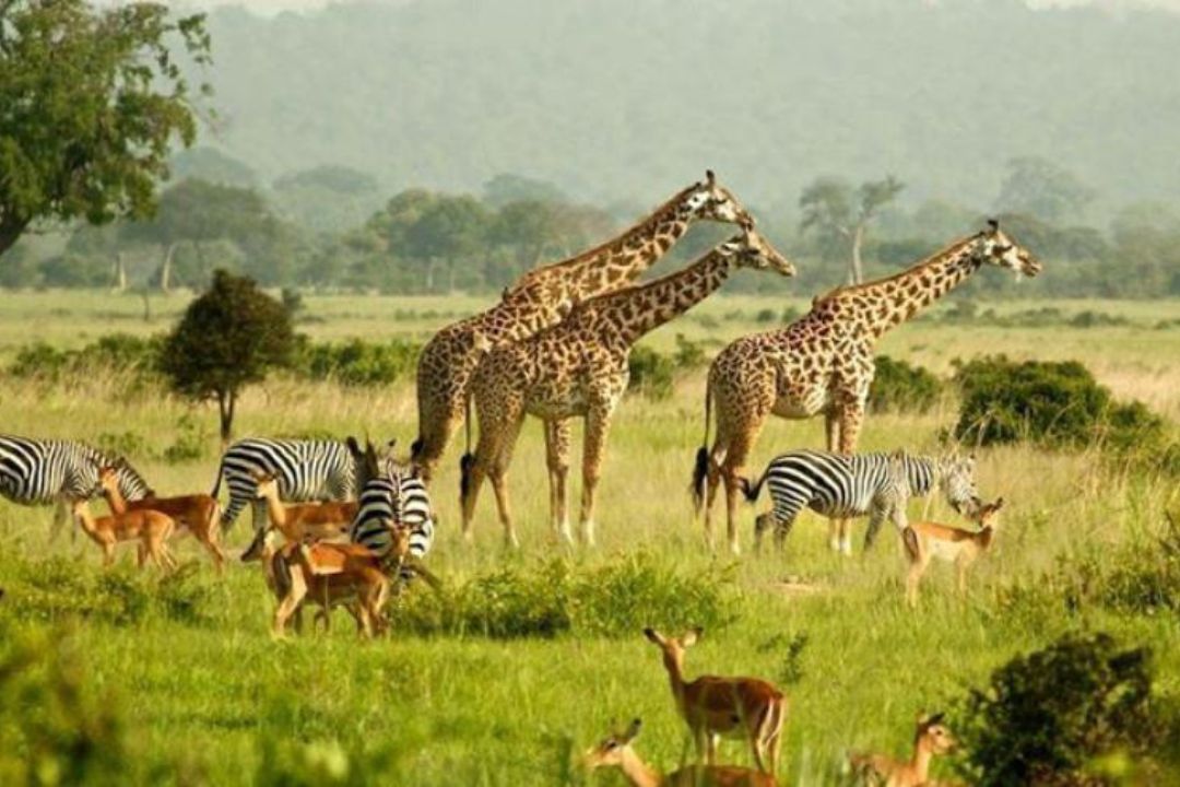 animals safari tours