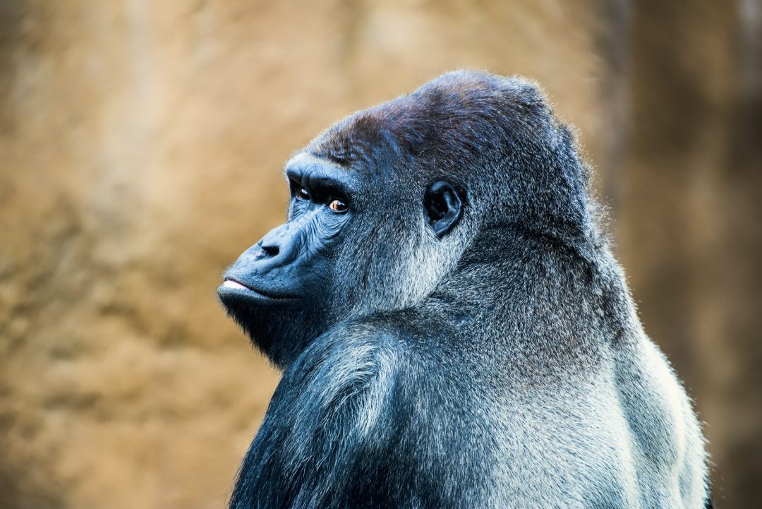 gorilla-at-los-angles-zoo